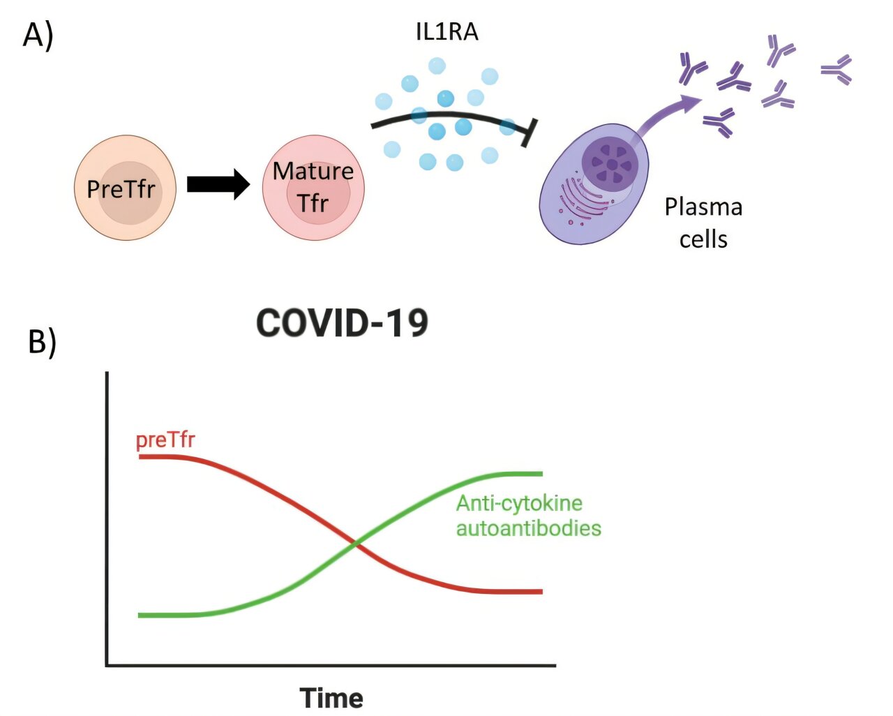 Une équipe de recherche comprenant un lauréat du prix Nobel révèle que les précurseurs régulateurs des cellules immunitaires sont perturbés dans les cas graves de COVID-19