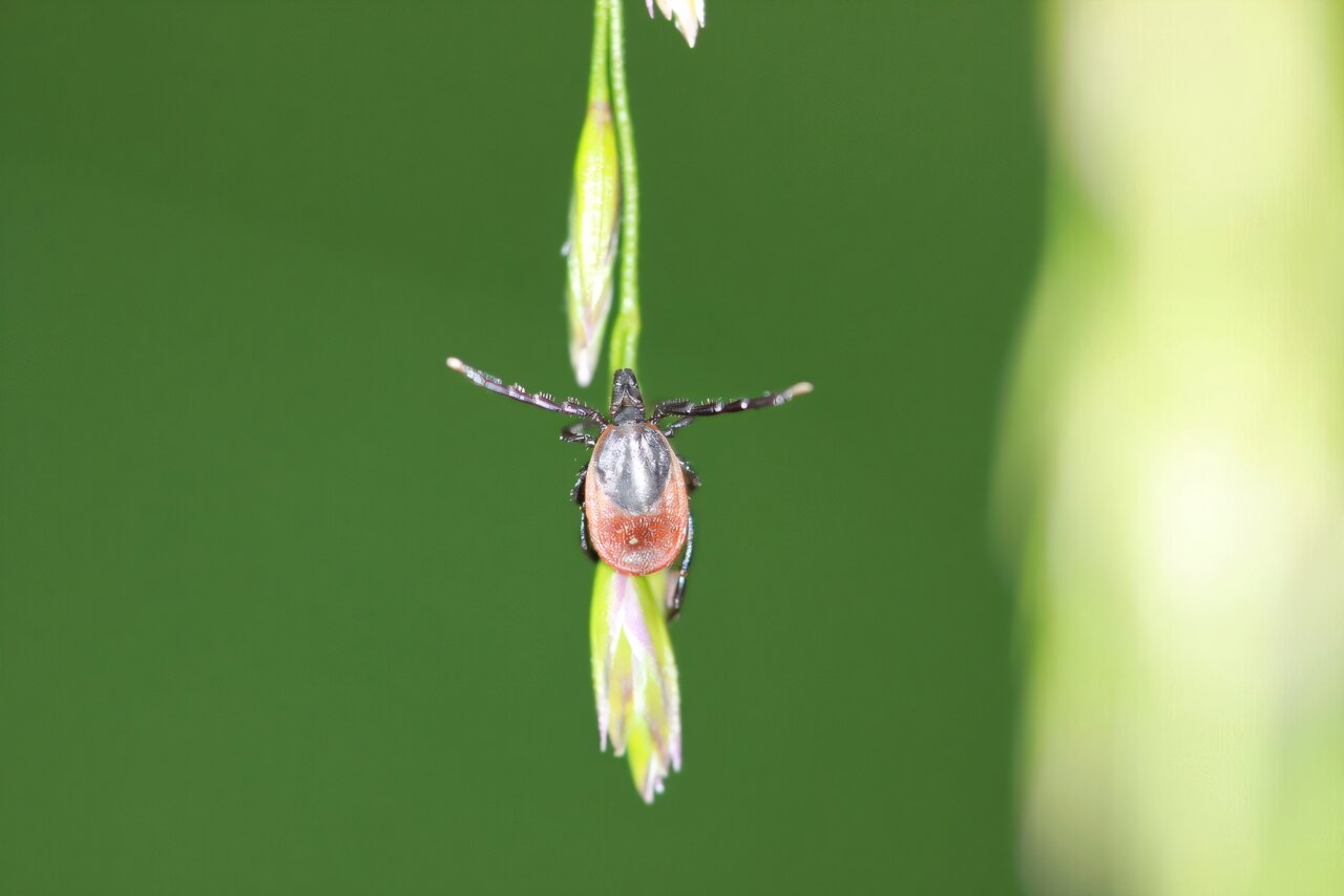 Une étude révèle que de nombreuses personnes dans le sud de la Norvège sous-estiment les dangers posés par les tiques