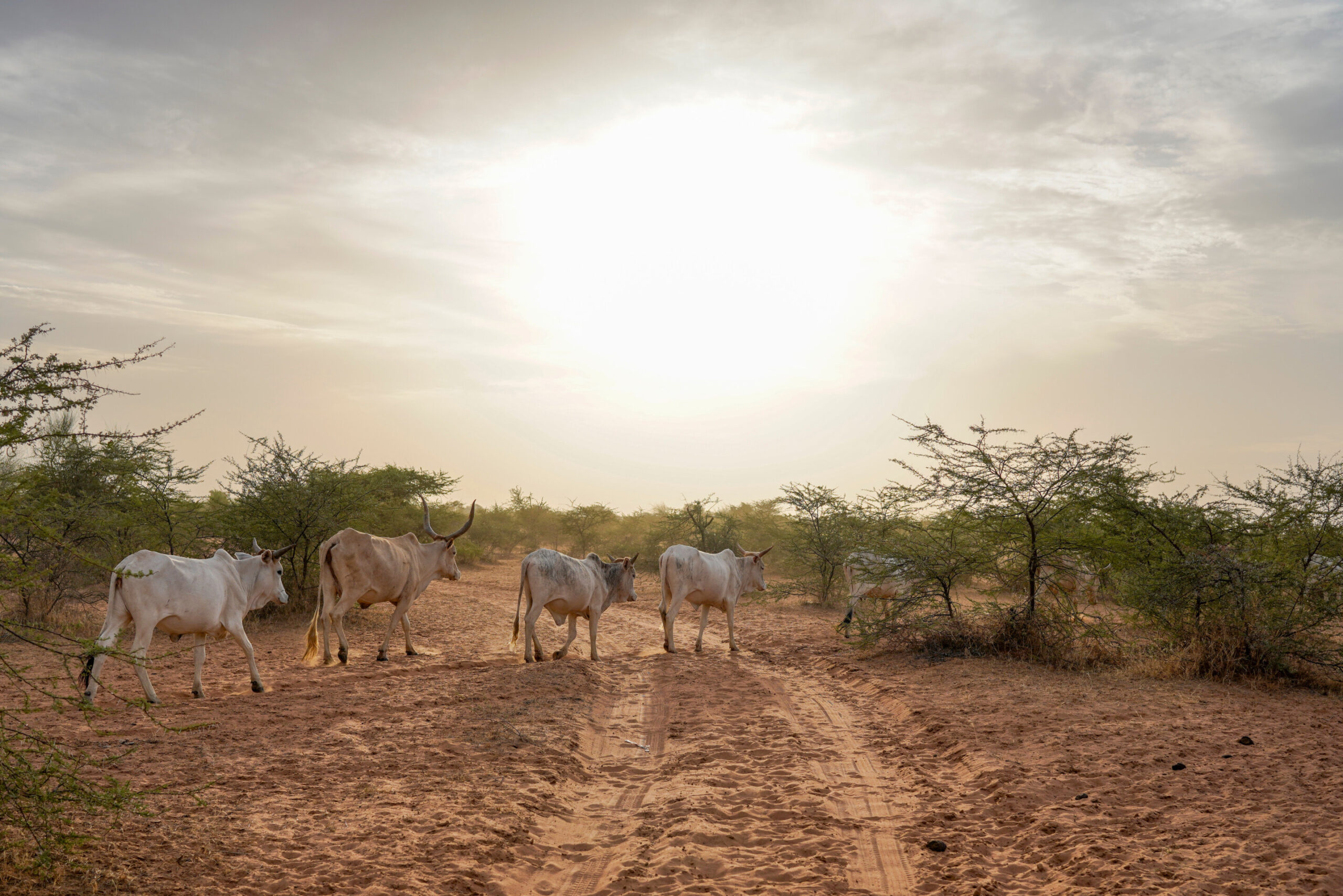 Le Sénégal enregistre 17 décès dans une rare épidémie majeure de fièvre de la vallée du Rift