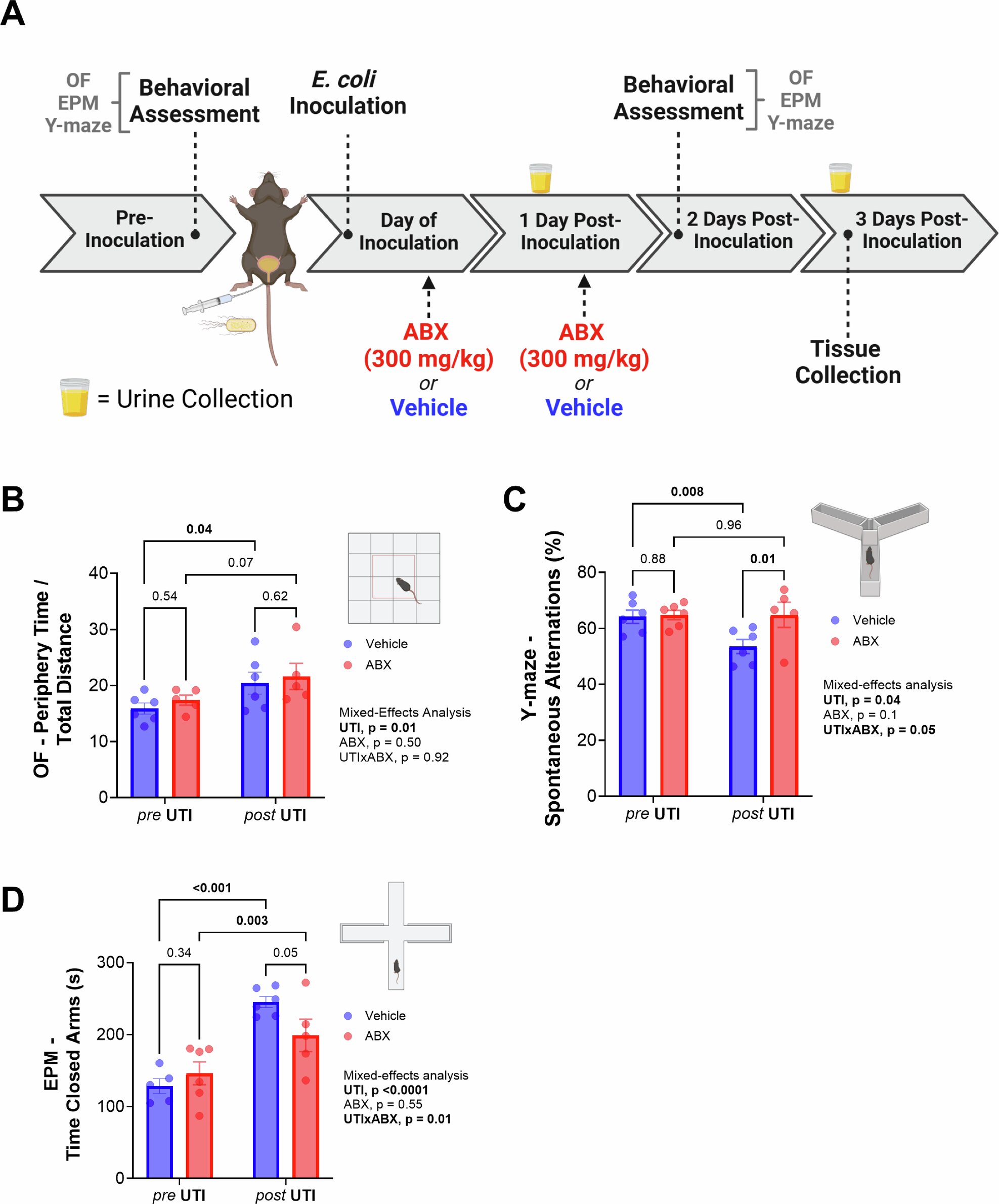 Les antibiotiques réduisent le délire lié aux infections urinaires dans une étude préclinique