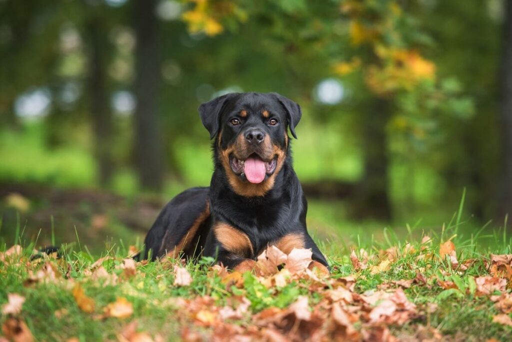 Rottweiler protecteur