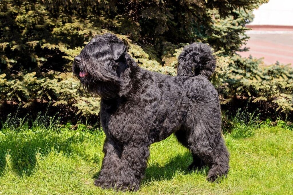 Bouvier des Flandres protecteur