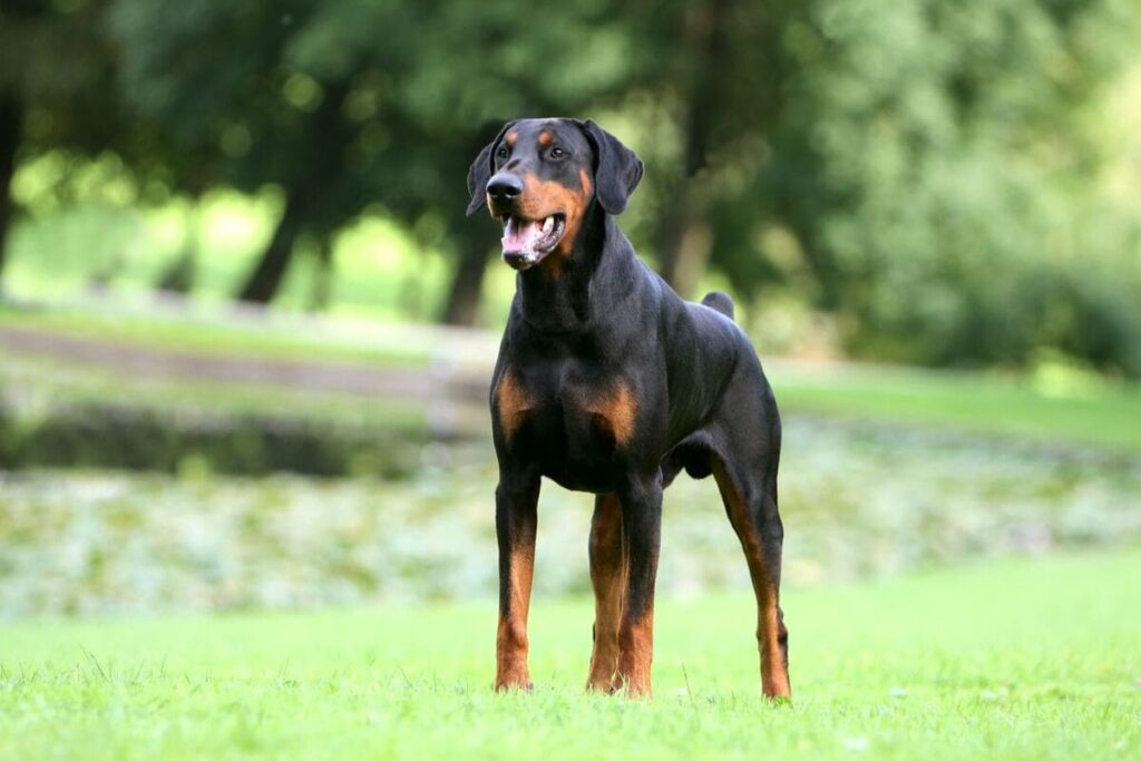 Dobermann de garde