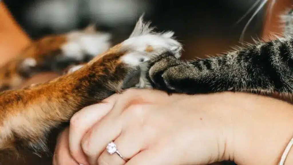 Chat réconforté chez le vétérinaire