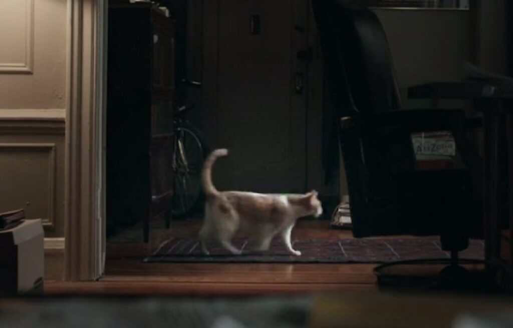 Un chat caché sous un lit