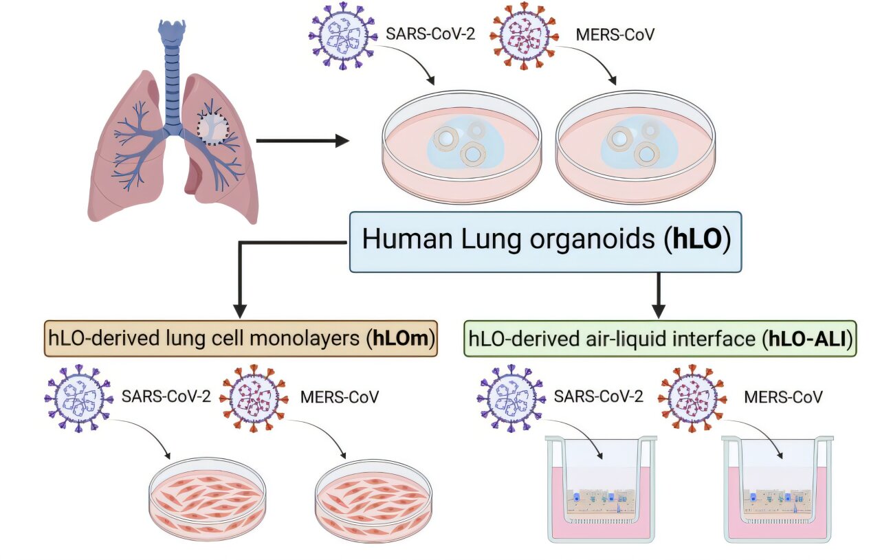 Comment les « poumons » cultivés en laboratoire aident à lutter contre les maladies infectieuses