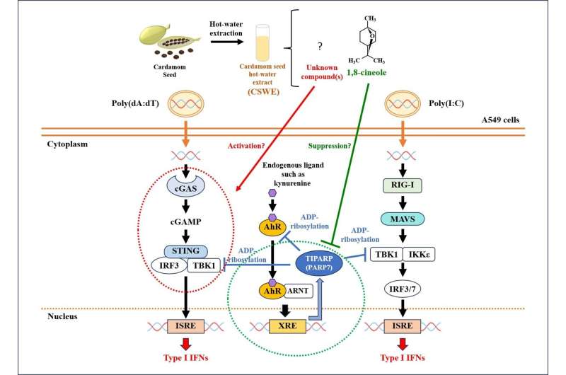 Les graines de cardamome pourraient-elles être une source potentielle de traitement antiviral ?