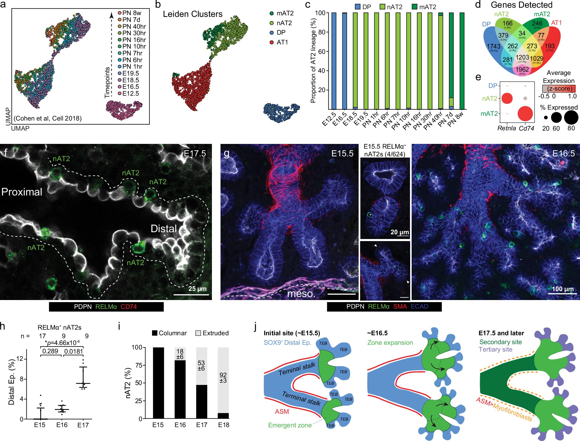 La découverte d’un interrupteur moléculaire pourrait ouvrir la voie à des thérapies régénératives pour les maladies pulmonaires