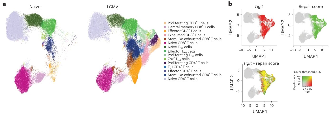 L'inhibiteur de point de contrôle favorise la réparation des tissus, offrant ainsi un espoir pour le traitement des plaies chroniques