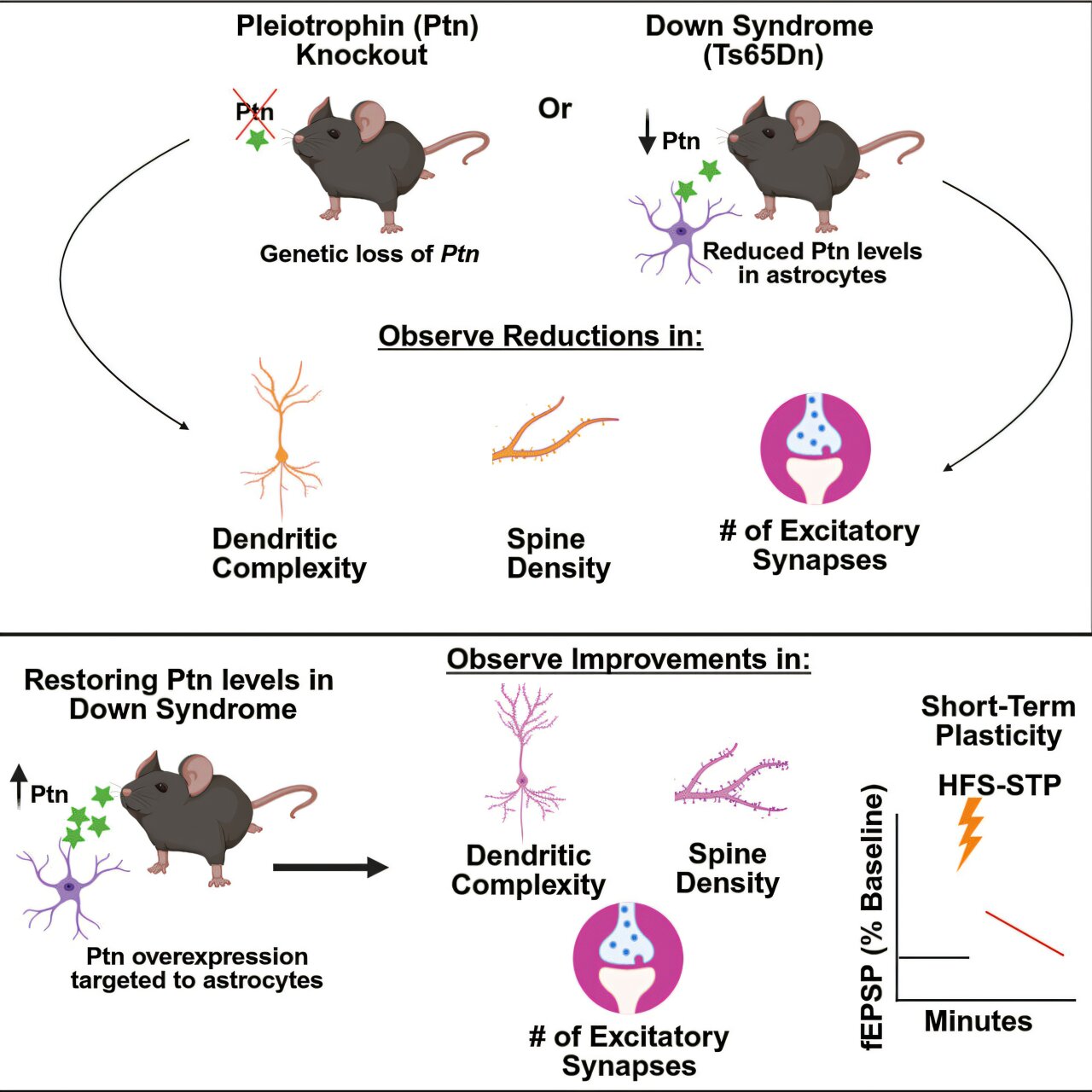 Une molécule manquante contient des indices sur le syndrome de Down