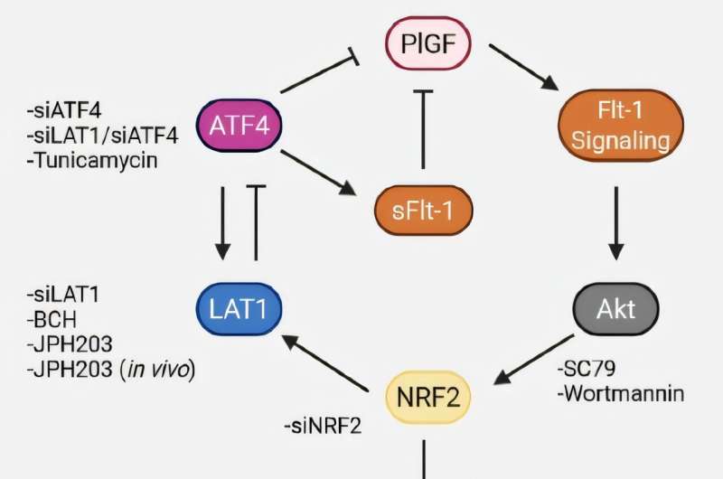 Mécanisme proposé pour l'interaction LAT1 et NRF2. Crédit : Nature Communications (2025). DOI : 10.1038/s41467-025-64160-0 Découverte d’un mécanisme jusqu’alors inconnu dans la pré-éclampsie