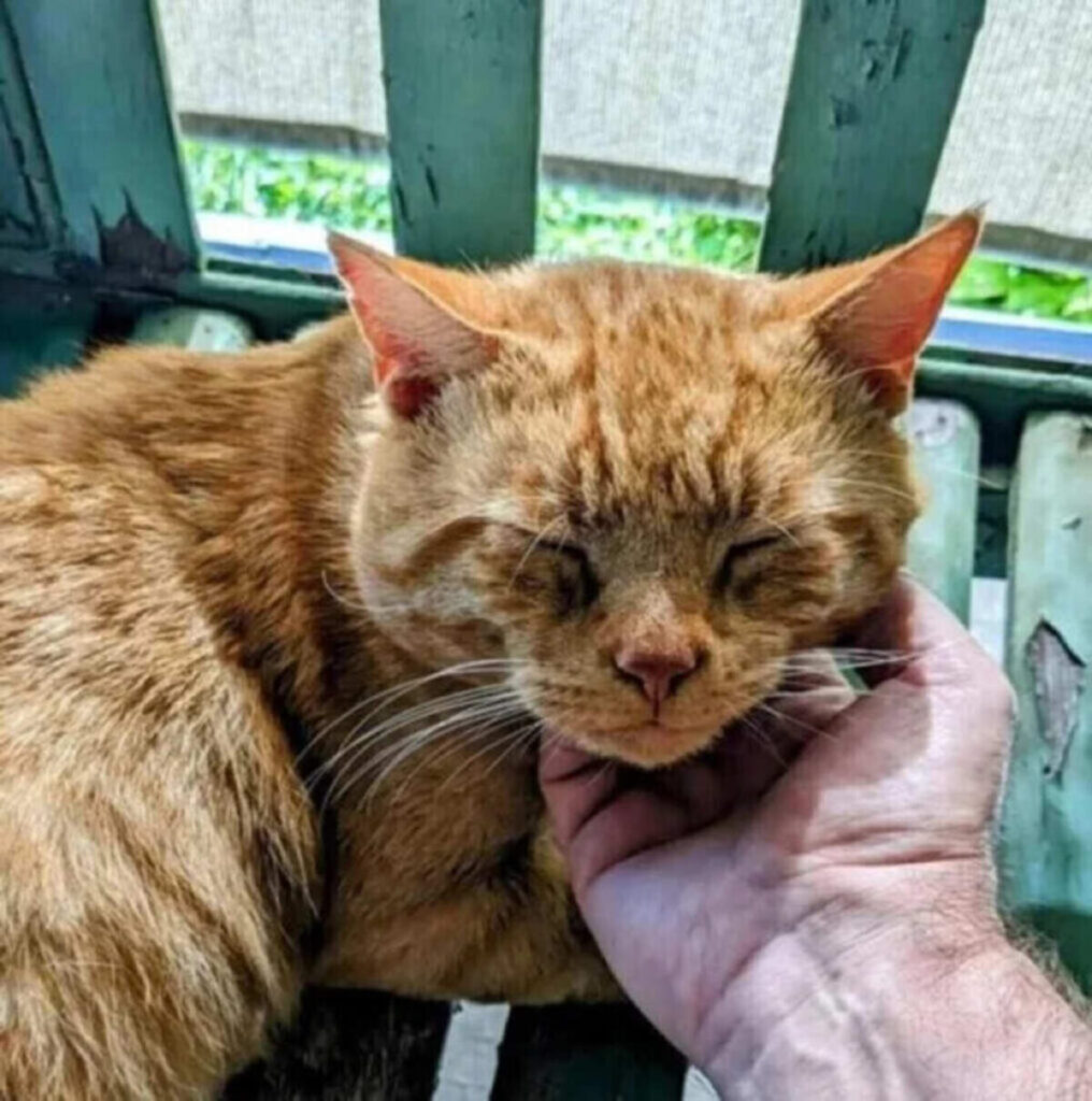 Chat errant de retour chez son sauveur