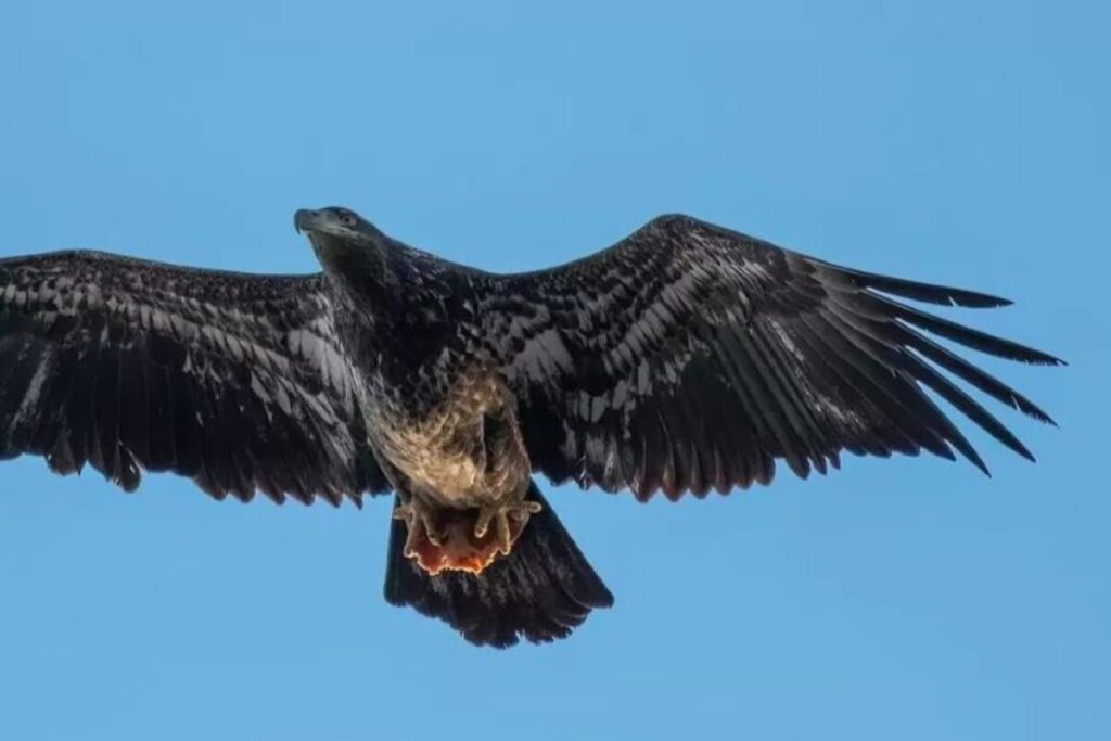 Aigle tenant une part de pizza