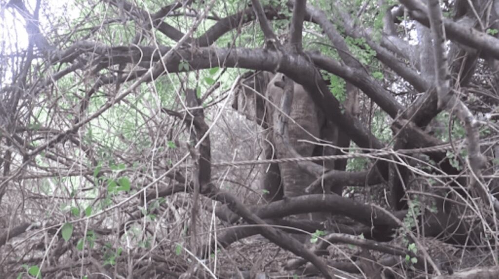 Remorquage de l’éléphant