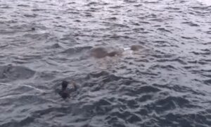 Des Marines américains plongent par-dessus bord après avoir aperçu l’impensable dans l’eau