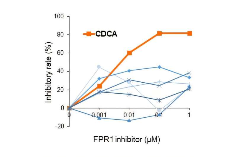 L'activité inhibitrice de FPR1 des composés candidats a été évaluée à l'aide d'un test SJS/TEN in vitro. L'inhibition de la mort cellulaire a été évaluée par coloration vivante/morte après un traitement avec diverses concentrations de chaque composé. Parmi les sept candidats, le CDCA a présenté un effet inhibiteur spécifique et puissant sur la mort cellulaire, même à de faibles concentrations. Crédit : modifié à partir de Kimura H et al., Nat Commun. 2025. Développement d’un nouvel agent candidat pour les réactions médicamenteuses cutanées mortelles et graves