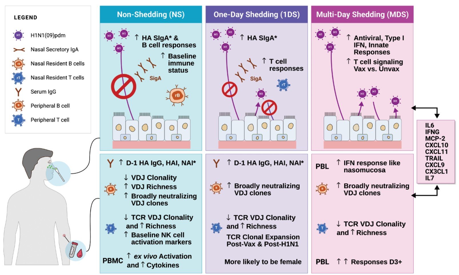Les volontaires infectés par la grippe A présentent différents modèles d'expulsion des virus dans l'environnement
