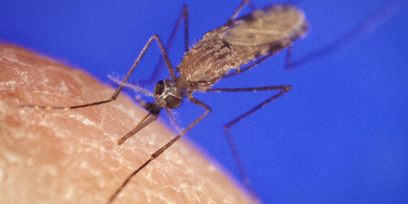 Des scientifiques ciblent le système de défense secret du parasite