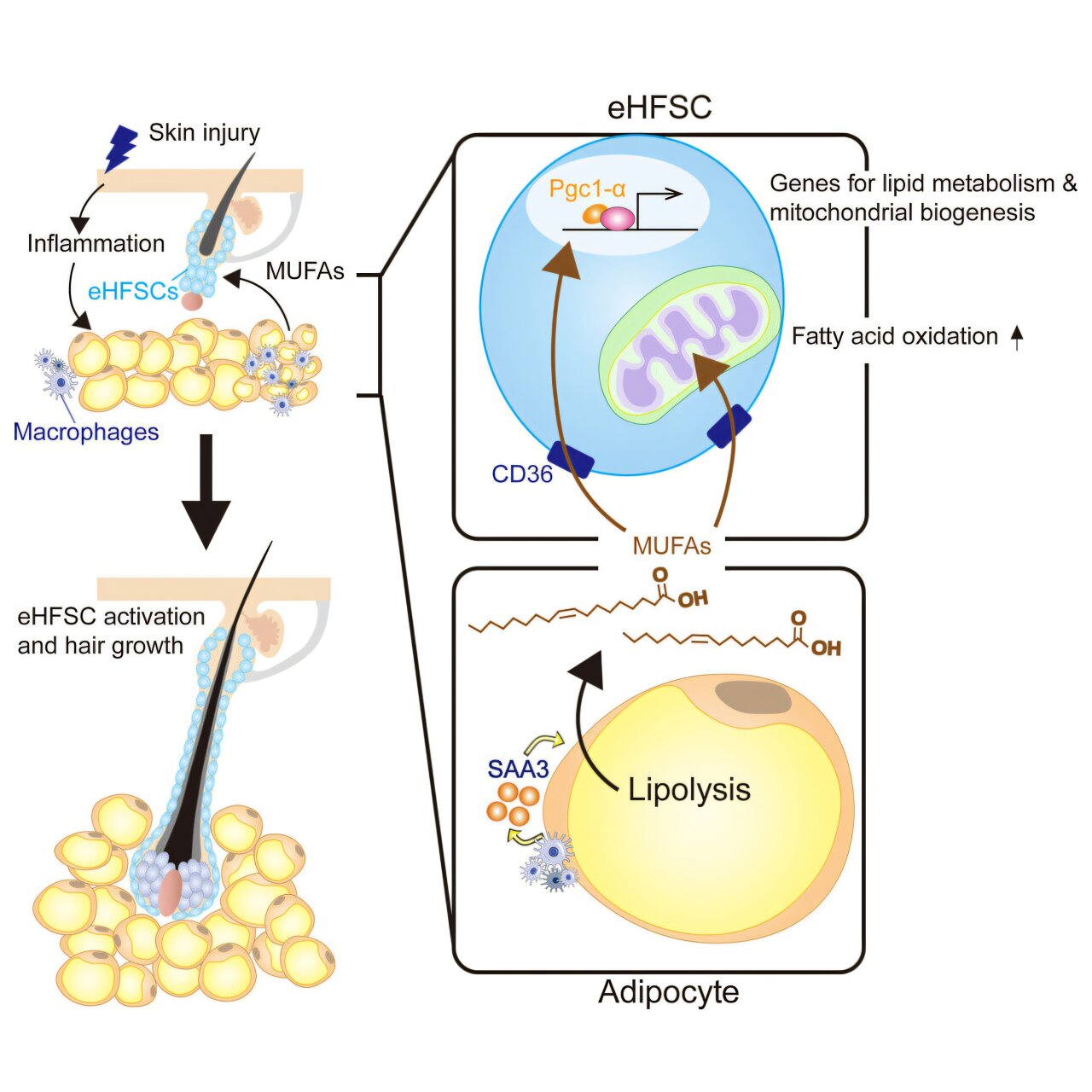 La dégradation des graisses dans les cellules de la peau relance la croissance des poils chez la souris