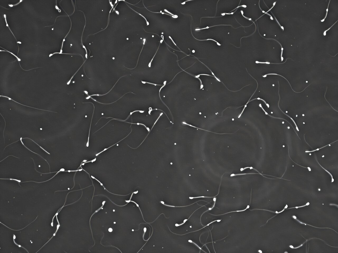 Une étude animale relie les niveaux régionaux de PFAS aux impacts sur la reproduction masculine