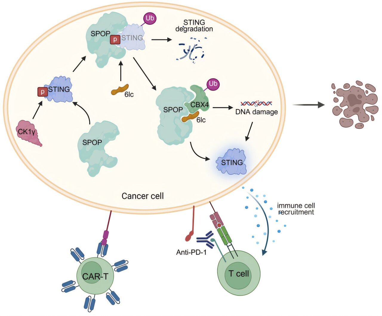 L'inhibition d'une protéine problématique aide les immunothérapies et la thérapie cellulaire CAR T à combattre plus efficacement le mélanome