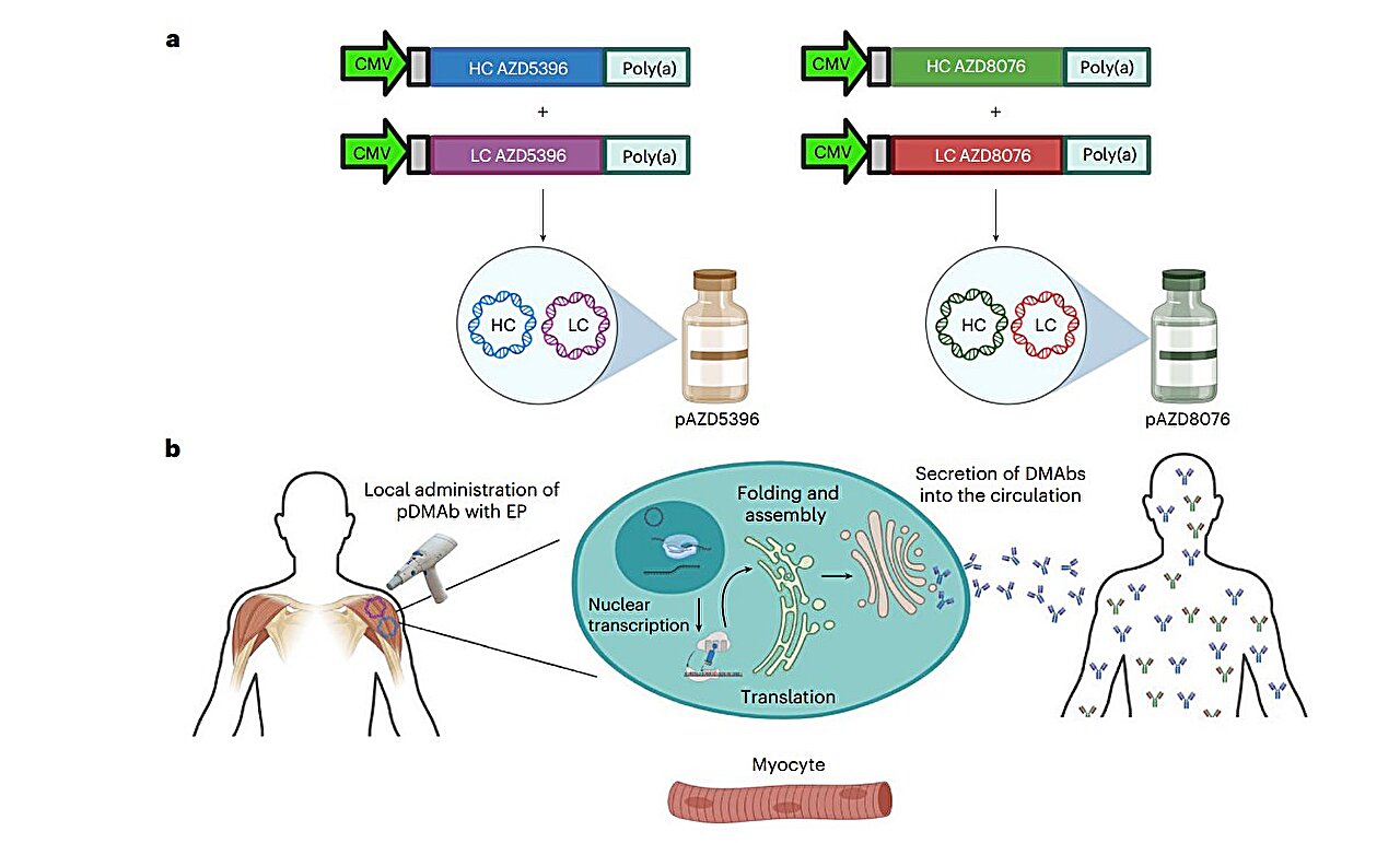 Un essai clinique présente une thérapie prometteuse codée par l’ADN pour une protection durable contre le COVID-19