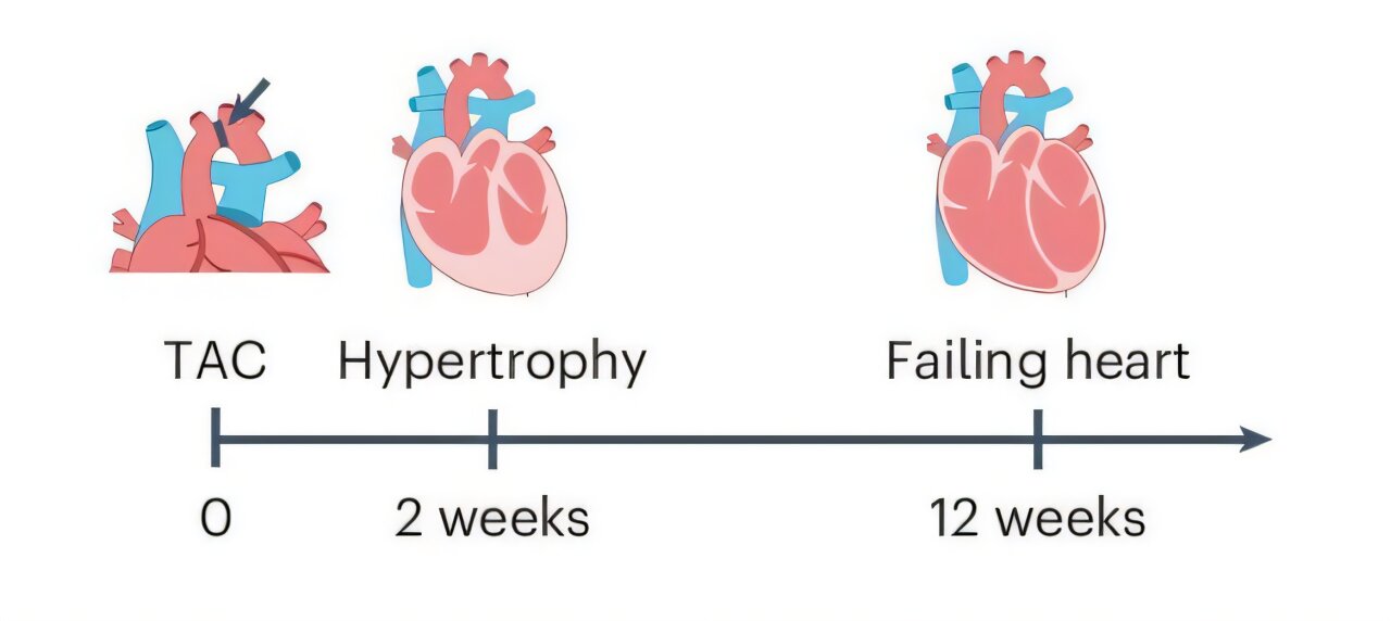 Les scientifiques découvrent comment les cellules de soutien, autrefois considérées comme inoffensives, envoient des signaux nocifs qui affaiblissent le cœur