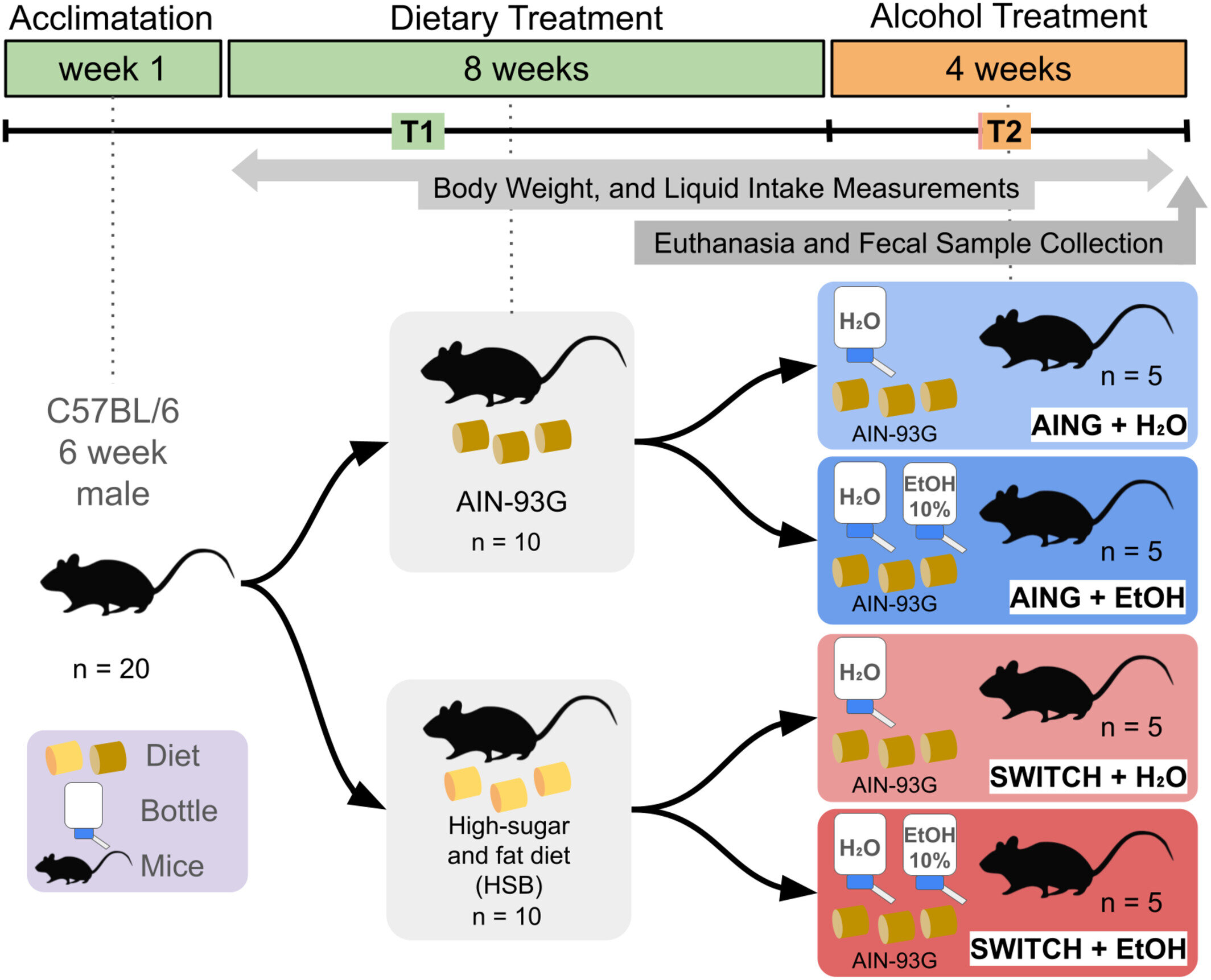 Les régimes riches en sucre et en beurre entraînent des modifications du microbiome intestinal liées à une consommation excessive d’alcool chez la souris