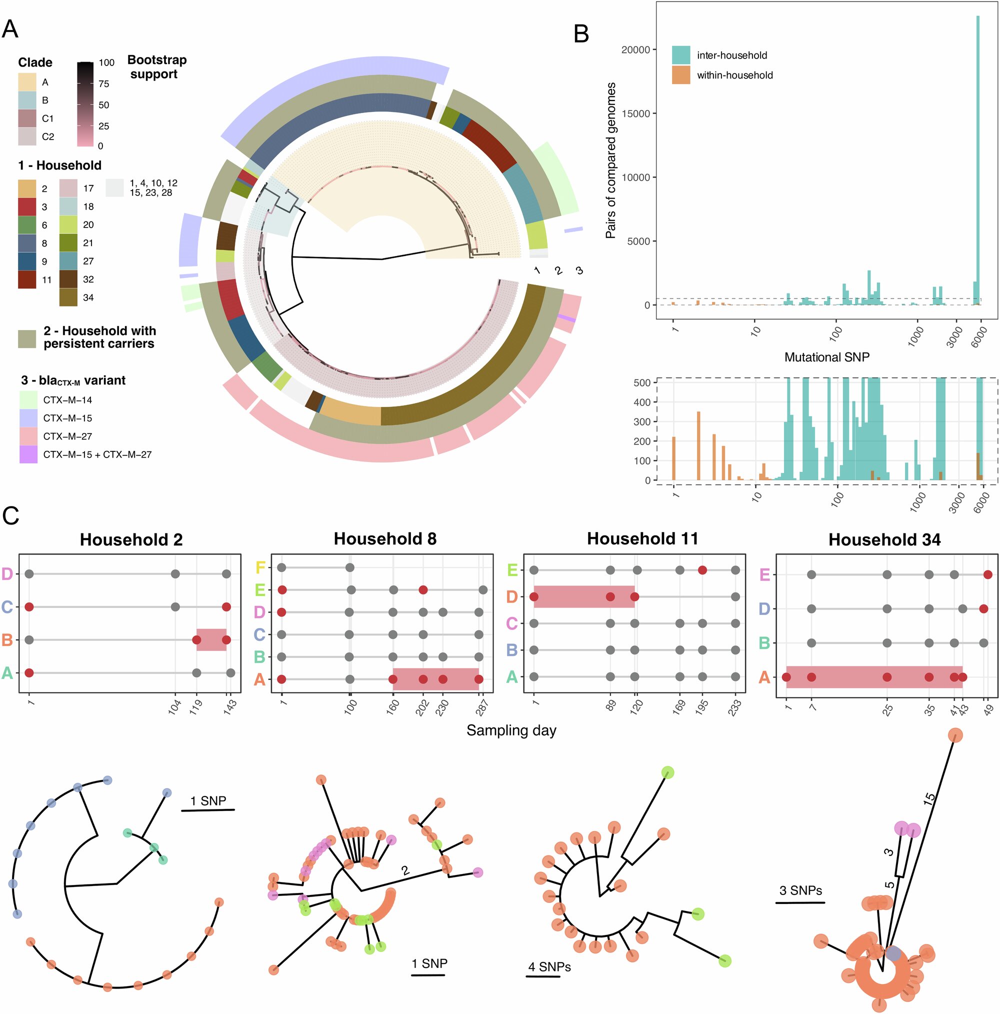 Les porteurs asymptomatiques favorisent la propagation d'E. coli dans les ménages, selon les chercheurs