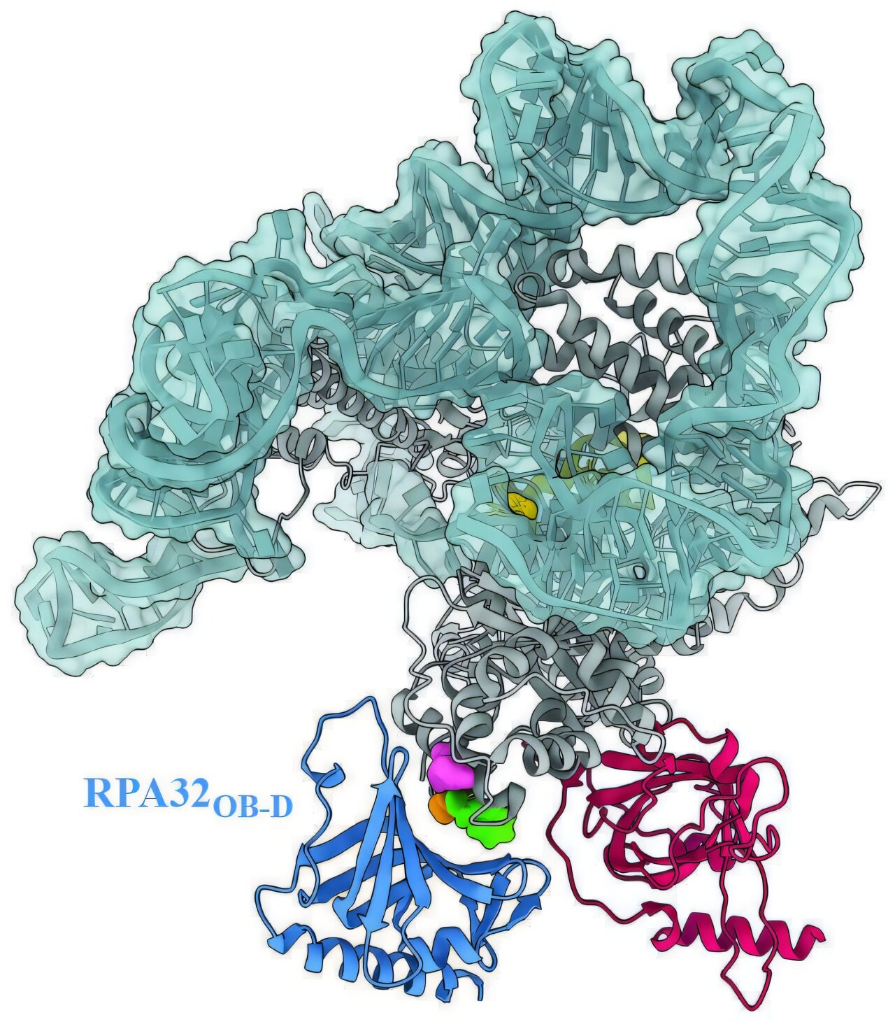 Lier les protéines à l'ADN effiloché résout le mystère de la maladie pour les patients du monde entier