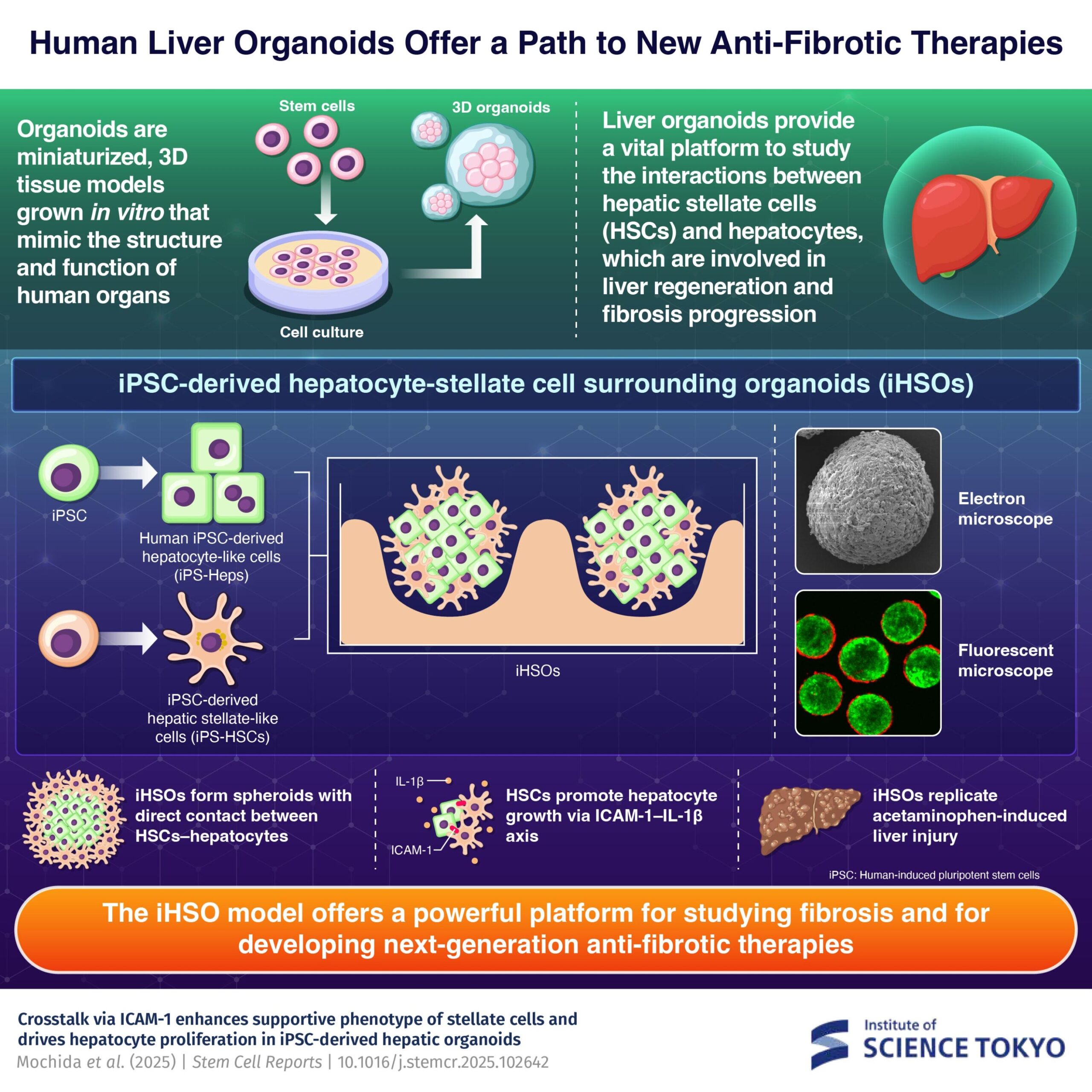 Le modèle hépatique cultivé en laboratoire offre une plate-forme pour étudier la fibrose et la régénération