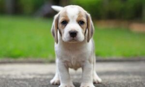 Top 10 des races de chiens les plus affectueuses et amicales qui vont illuminer votre vie