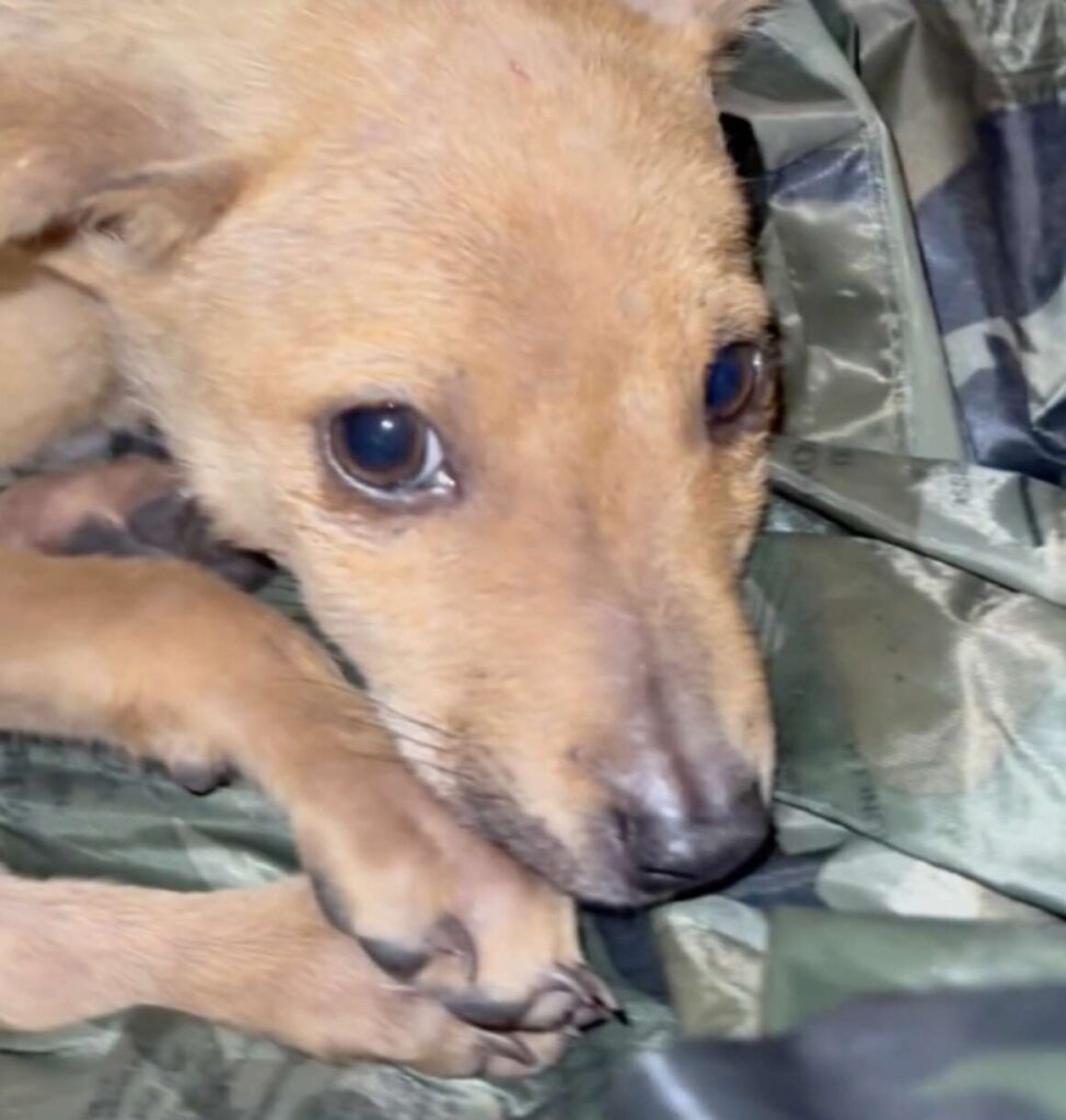 Deux chiens secourus et mis à l’abri