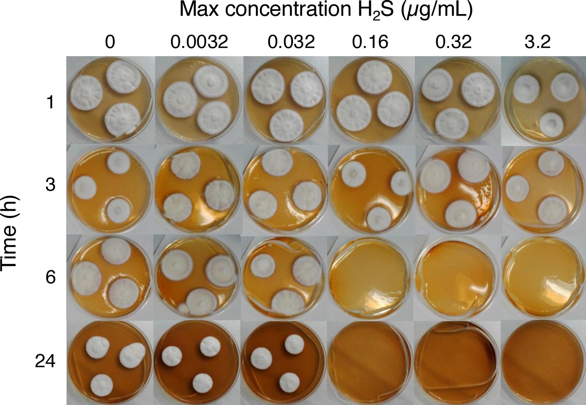 Le gaz « œuf pourri » pourrait être la solution au traitement des infections des ongles, selon des scientifiques