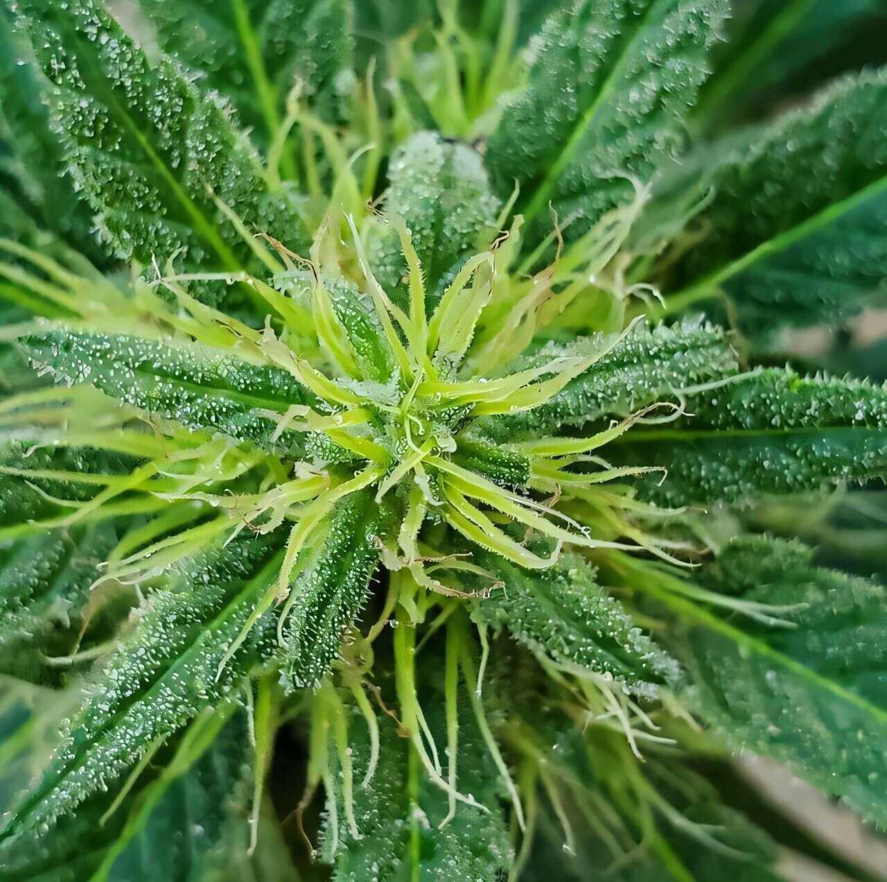 Une plus grande proximité avec les magasins de vente au détail de cannabis est liée à une consommation accrue de cannabis mais à une consommation moindre