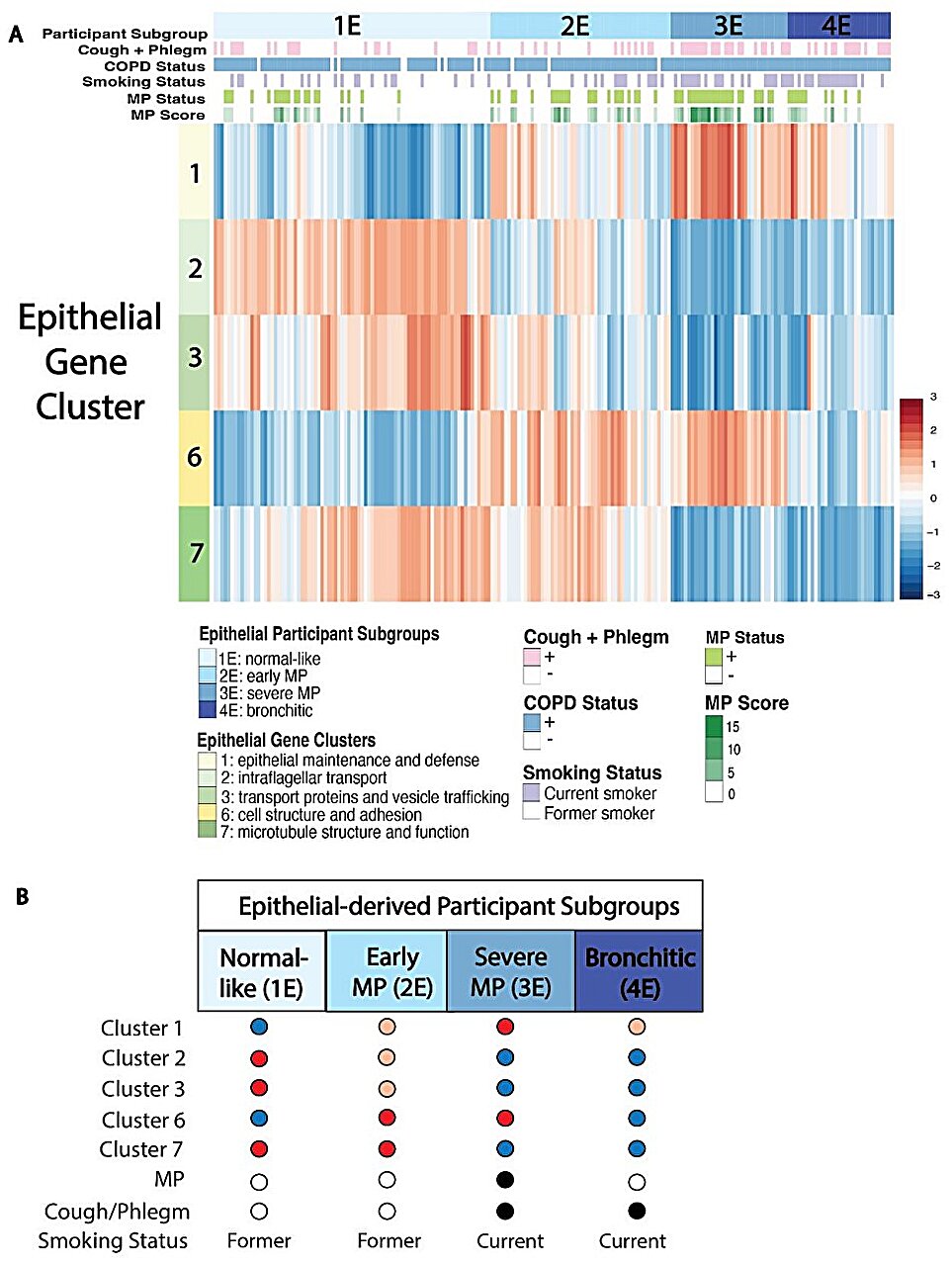 Une nouvelle étude examine le rôle des bouchons muqueux dans la BPCO