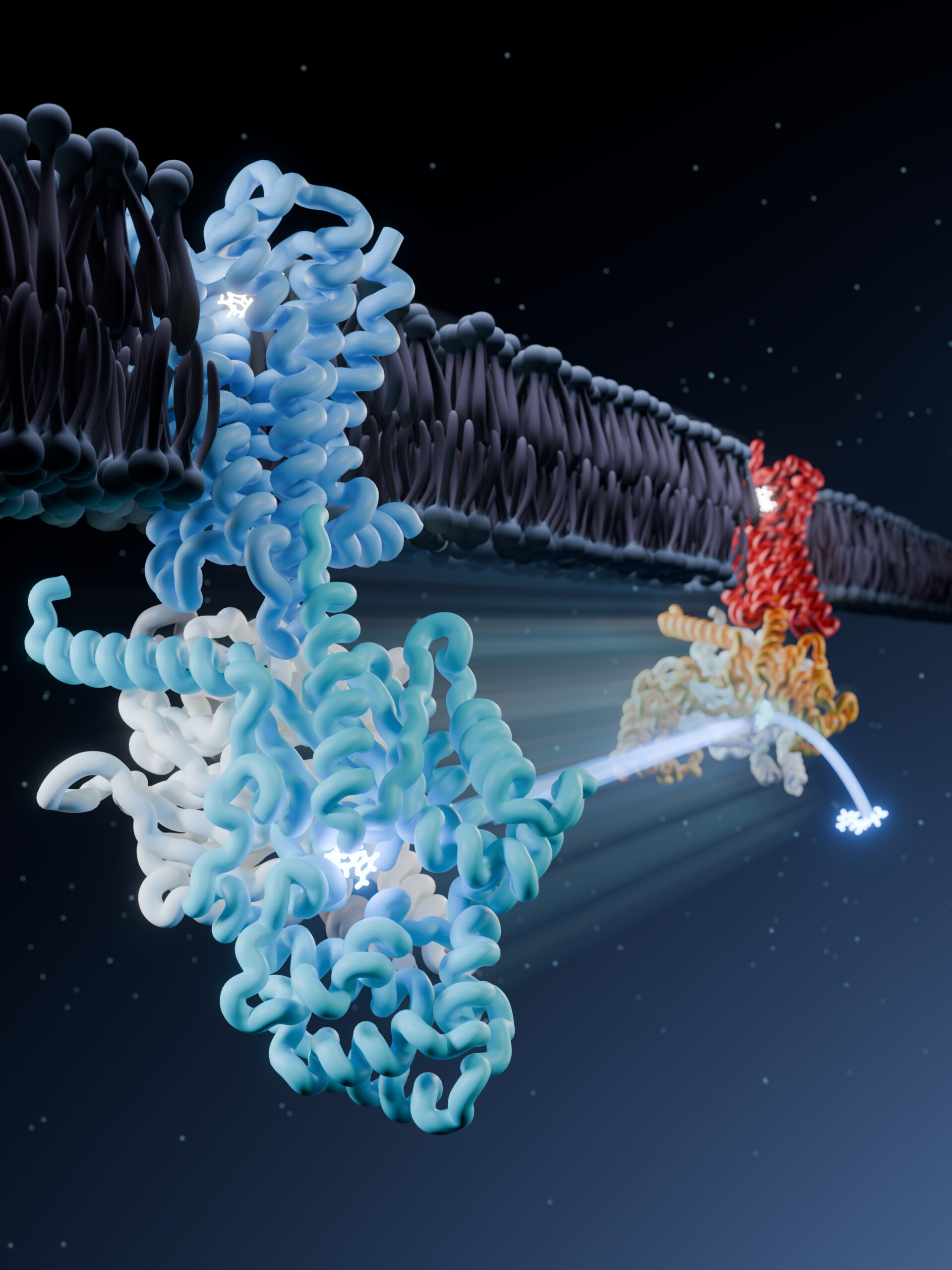 Grâce à la cryomicroscopie électronique, les scientifiques visualisent comment les opioïdes engagent les principaux récepteurs cérébraux