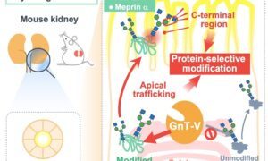 La sélectivité des enzymes de glycosylation dans les reins de souris est prometteuse pour la recherche future sur les maladies