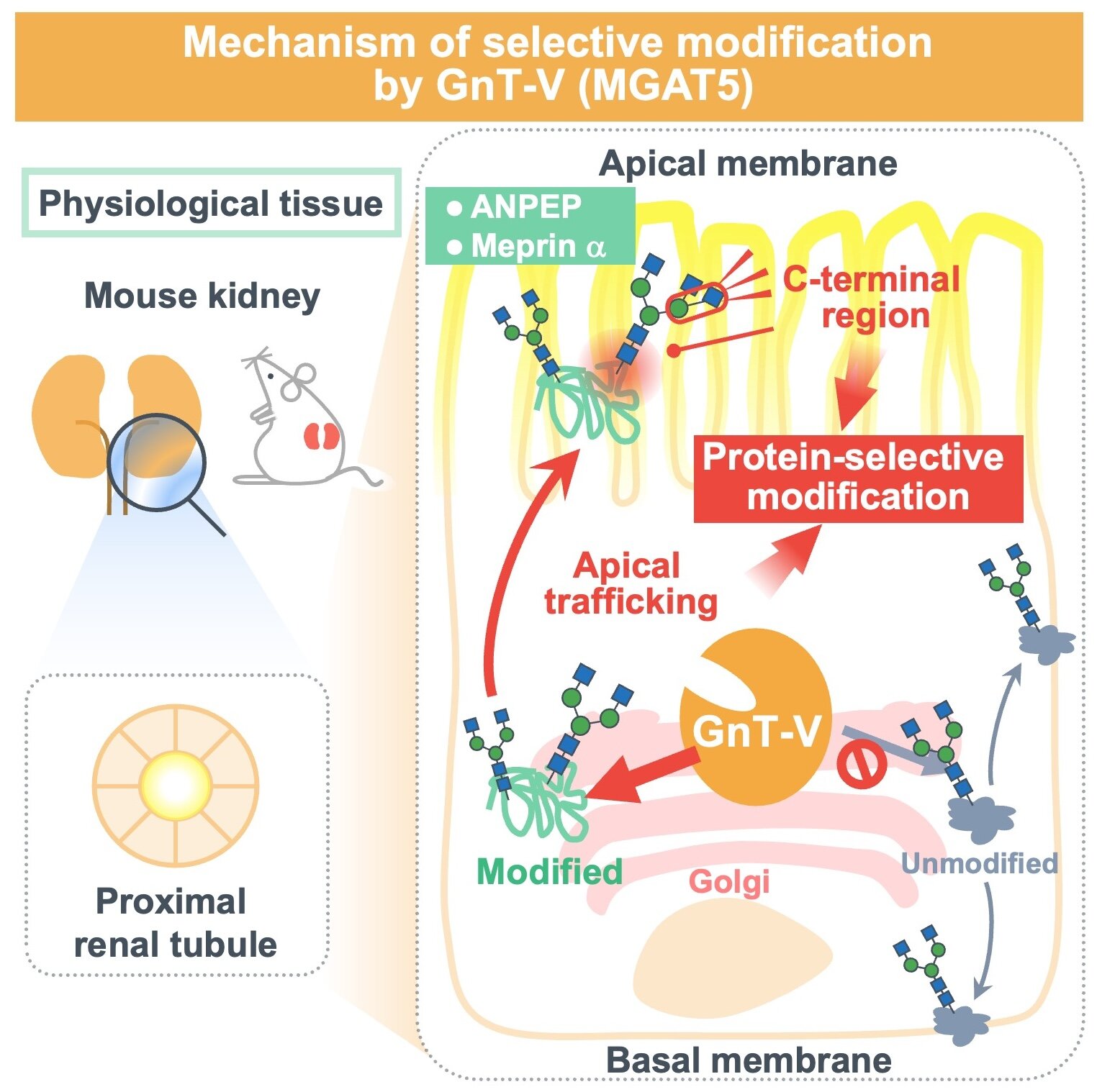 La sélectivité des enzymes de glycosylation dans les reins de souris est prometteuse pour la recherche future sur les maladies