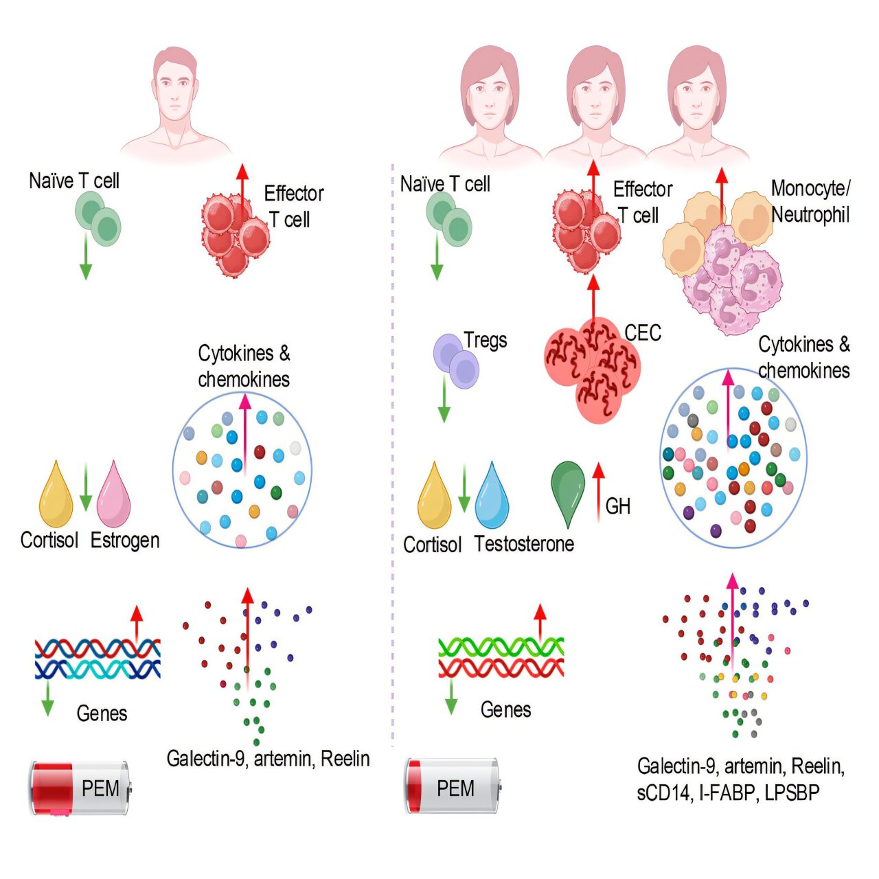 Les femmes sont trois fois plus susceptibles que les hommes de contracter un long COVID grave : voici pourquoi