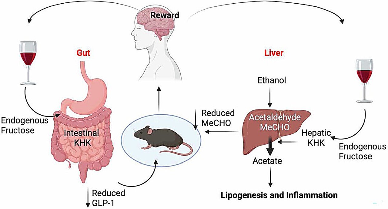 Une enzyme pourrait être à l’origine de la dépendance à l’alcool et des maladies du foie