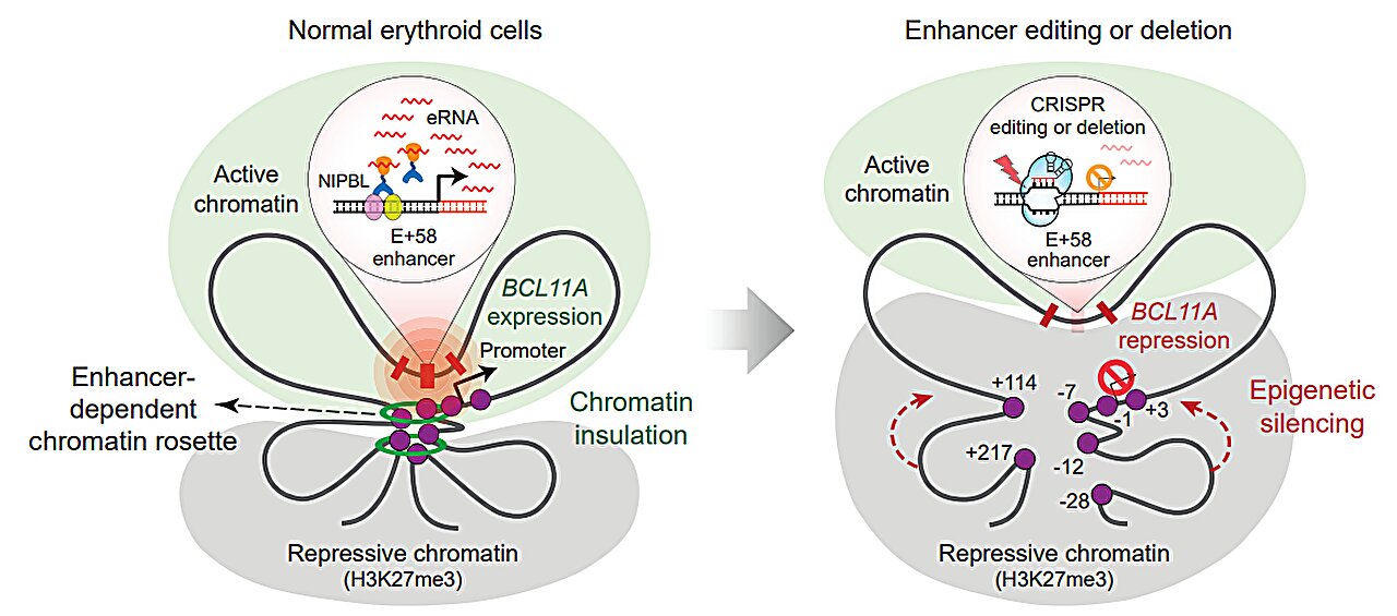 La thérapie génique contre la drépanocytose et la β-thalassémie agit en perturbant la structure tridimensionnelle du génome