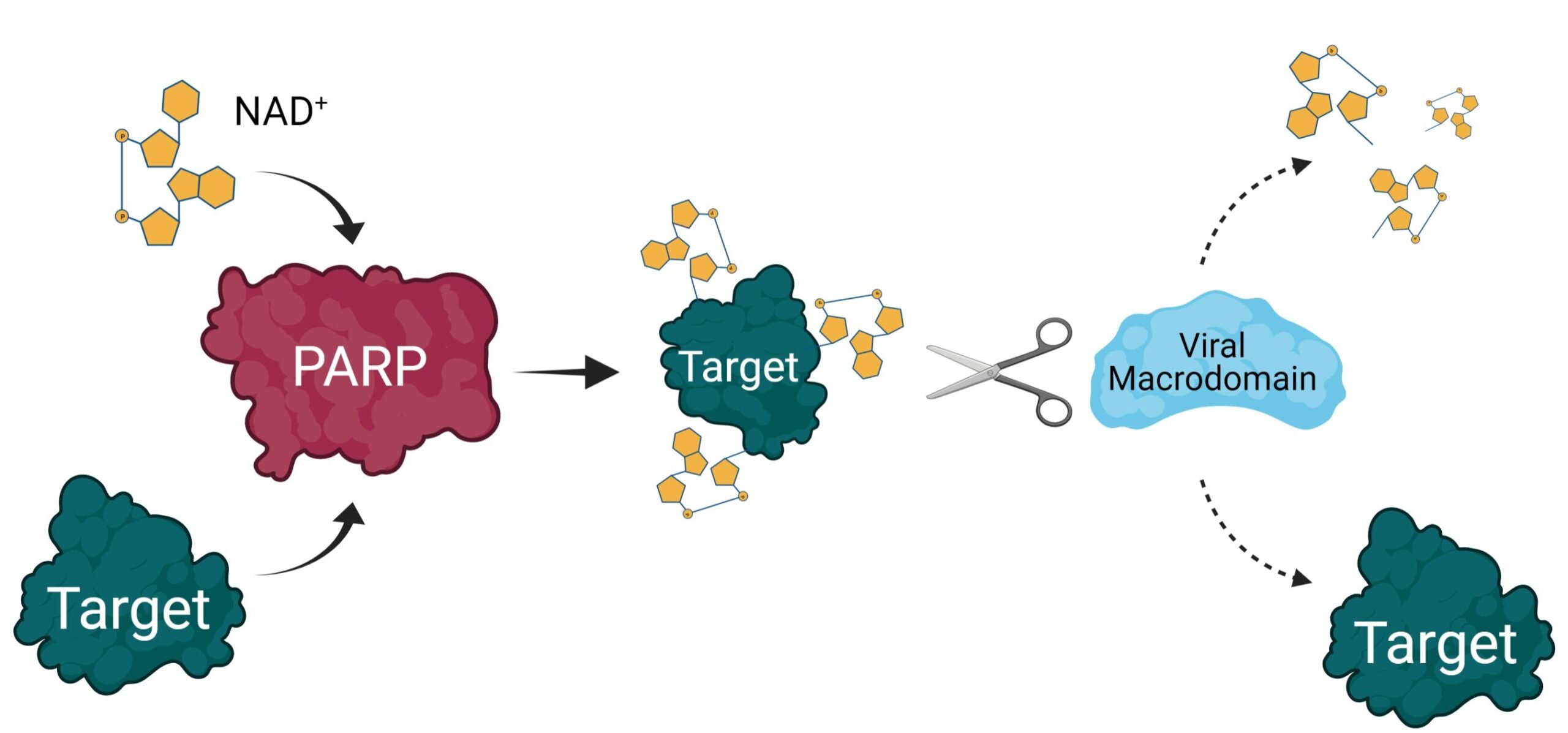 Le gène humain PARP14 pourrait être une nouvelle cible pour les maladies virales ou les troubles à médiation immunitaire