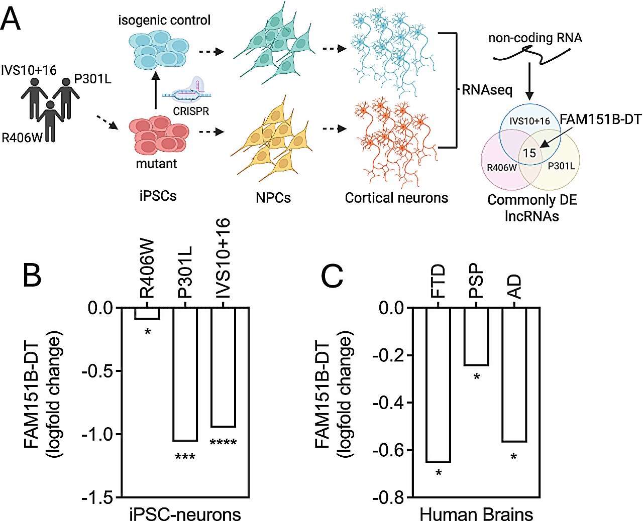 Une molécule d'ARN récemment découverte pourrait limiter l'agrégation des protéines et prévenir les dommages neuronaux
