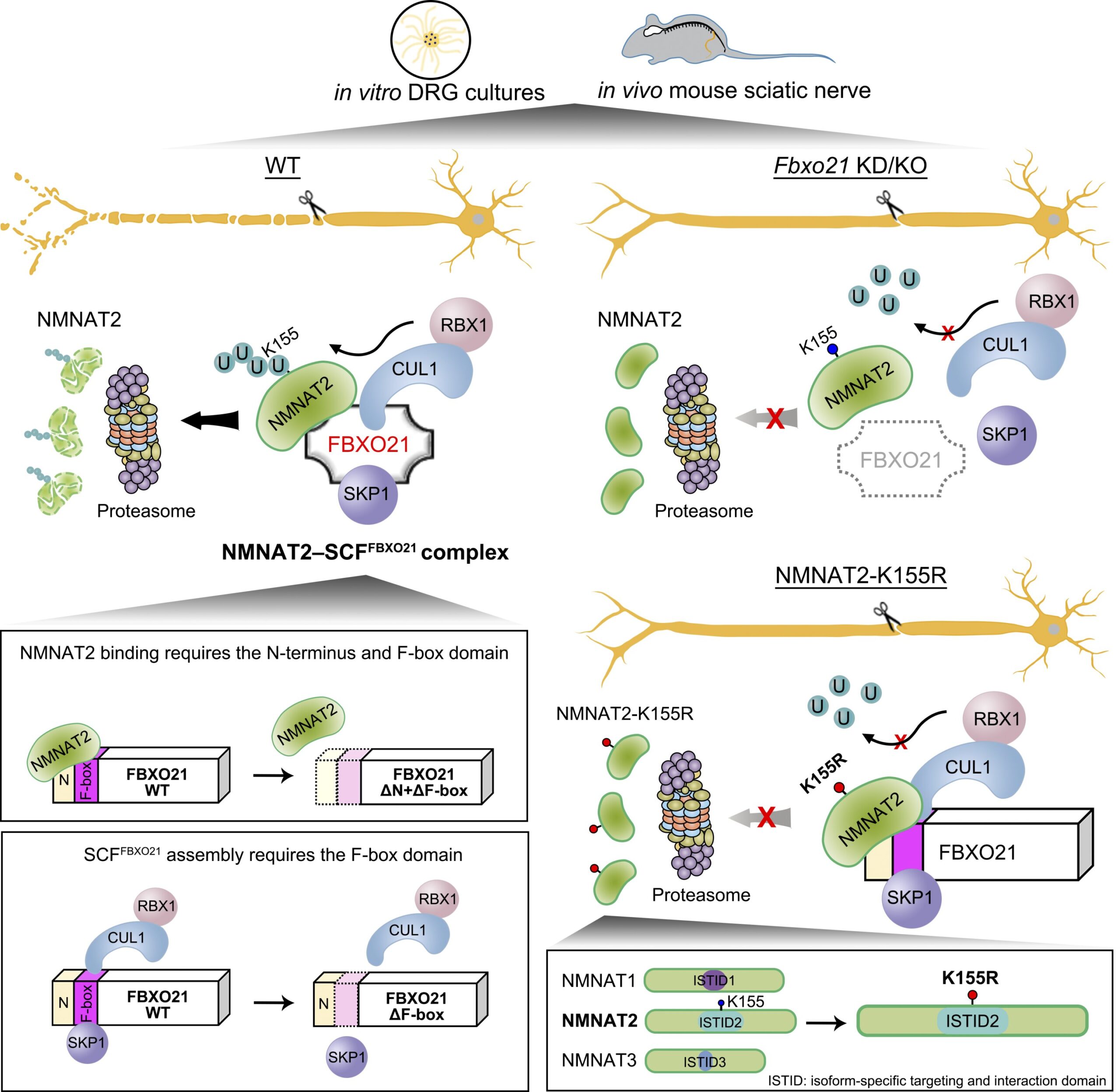Les résultats révèlent le rôle de FBXO21 dans la dégénérescence des axones