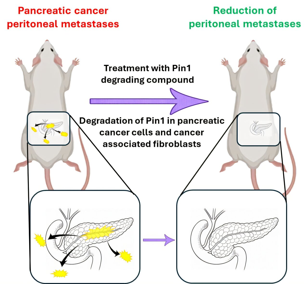 Les médicaments dégradant les protéines sont prometteurs dans les modèles précliniques
