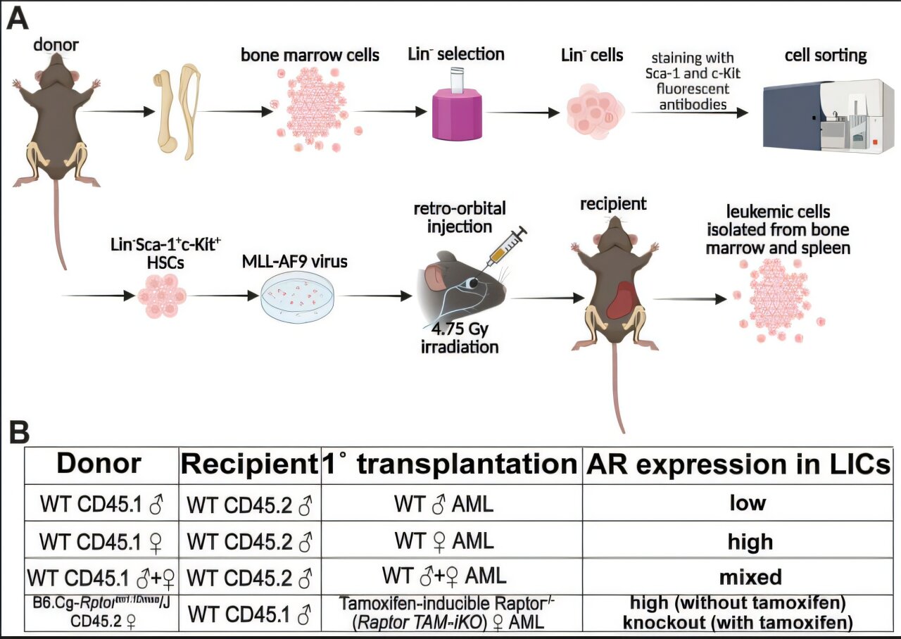 Deux médicaments qui traitent le cancer de la prostate pourraient également être efficaces contre la leucémie