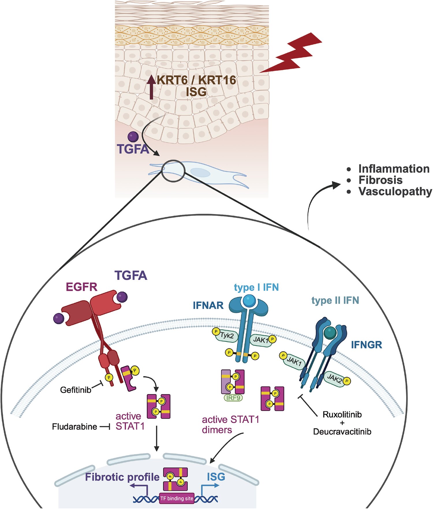 Une nouvelle recherche donne un aperçu de nouvelles thérapies