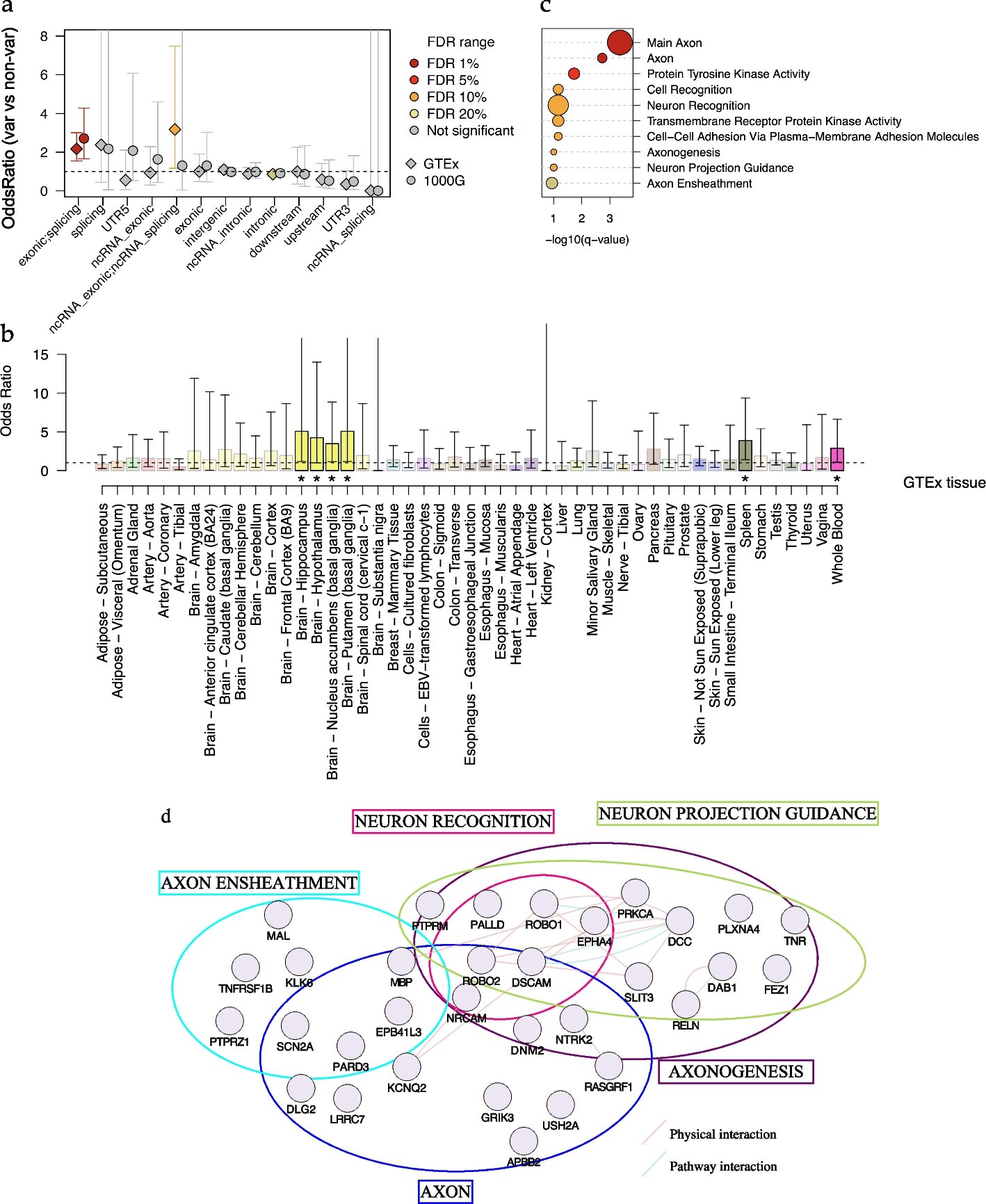 Une couche d'ADN négligée peut expliquer le risque et la gravité de la maladie