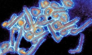 L’Ethiopie confirme l’épidémie du virus mortel de Marburg (CDC Afrique)